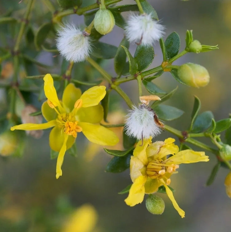 CHAPARRAL LEAF CAPSULES