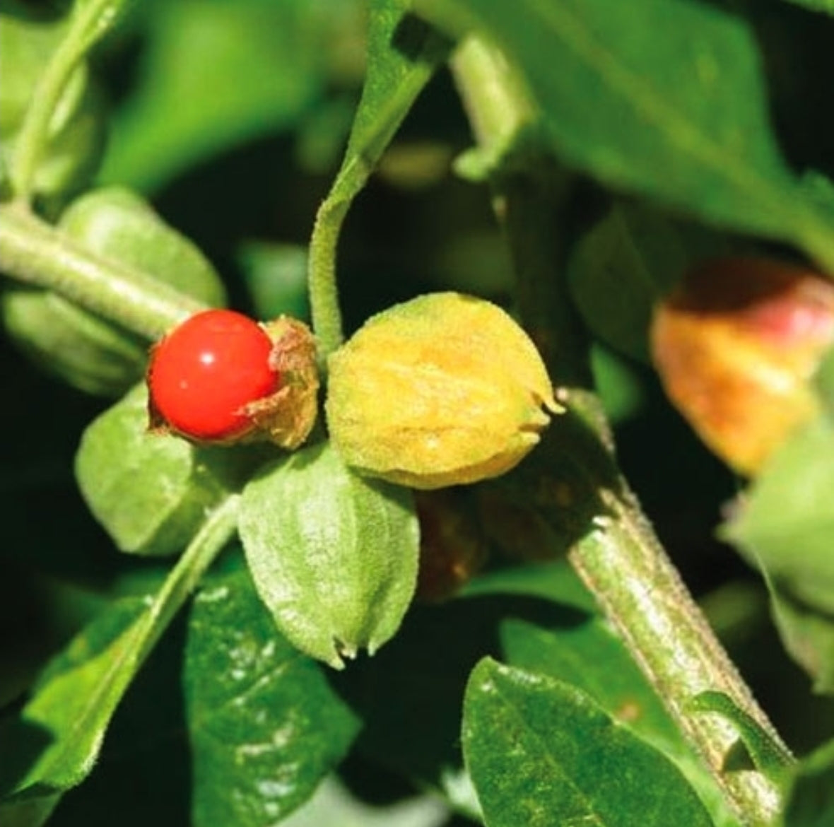 ASHWAGANDHA CAPSULES